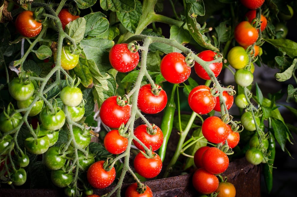 Gemüse pflanzen mit Tomaten in eigenem Anbau. Rote und grüne Tomaten an einer Tomatenstaude.