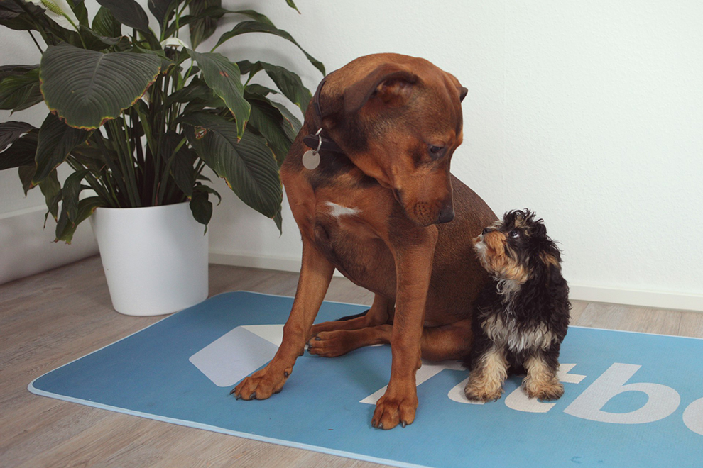 Bürohunde