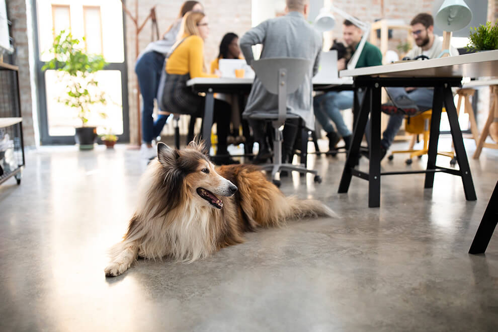 Ein Hund liegt auf dem Boden am Arbeitsplatz