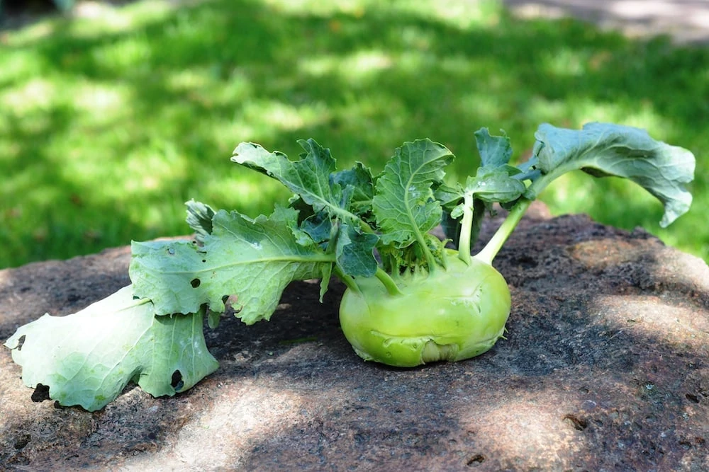 Kohlrabipflanze Kohlrabi