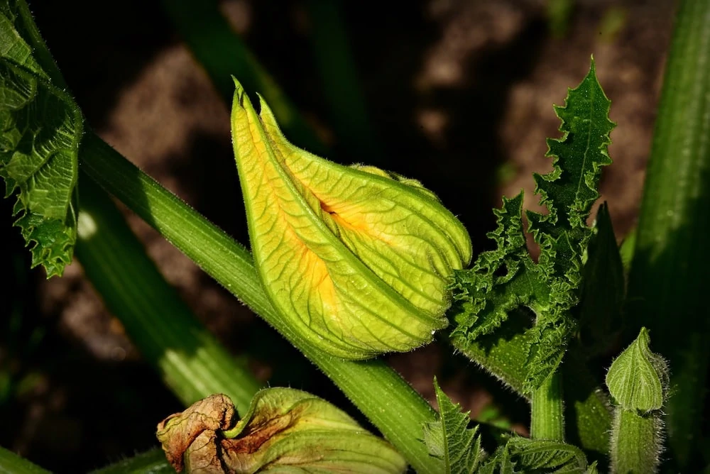 Blüte einer Zucchini Zucchini