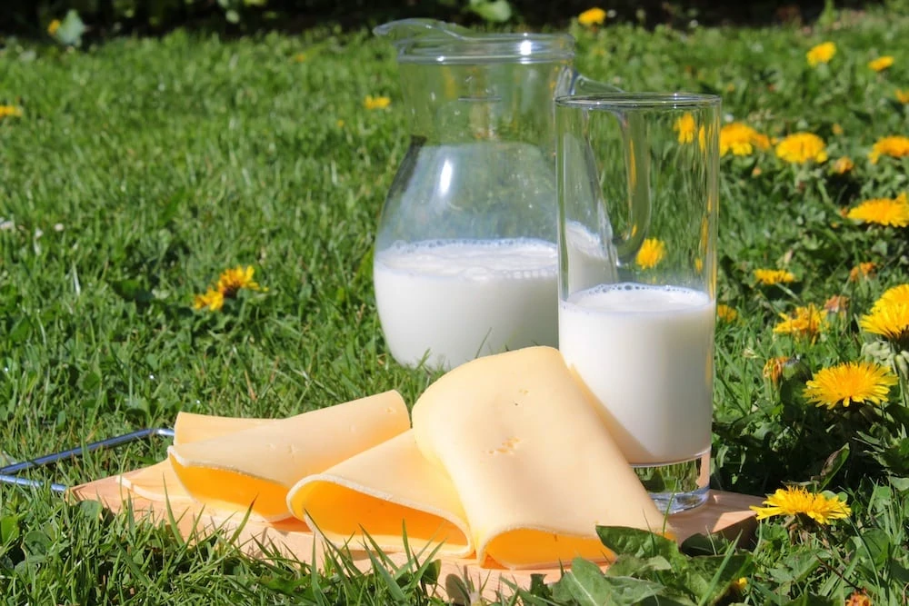 Milchprodukte auf einer Wiese Milchprodukte