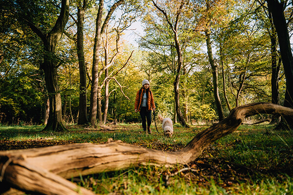 fitwork-ausgabe1-thema2 Eine Person spaziert durch einen Wald. Die Sonne scheint.
